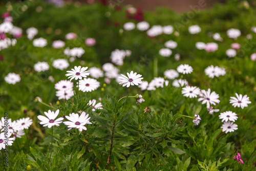 Obraz na płótnie Daisies at Le Jardin, lavender garden in Gramado, Serra Gaucha, Rio Grande do Sul, Brazil. w salonie