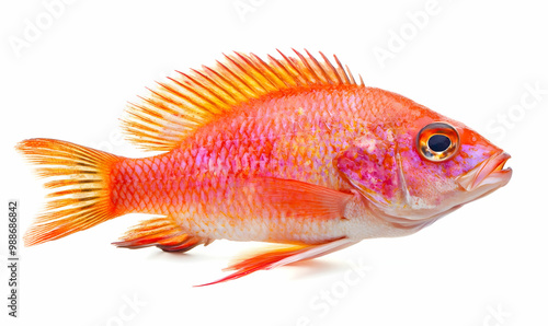 White Nile tilapia fish isolated on white background