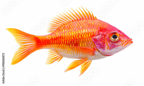 White Nile tilapia fish isolated on white background