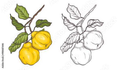 Quince sketch drawings. Quince engraving. Vector illustration isolated. A painted copy of the sketch. Line drawing