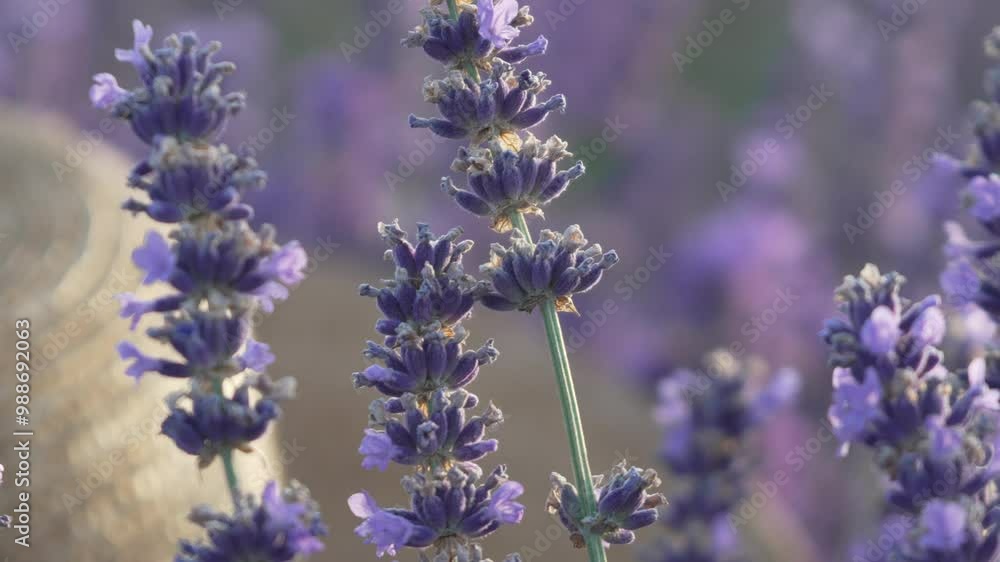 Close-Up of Lavender Blossoms in a Field Close-Up of Lavender Blossoms in a Field