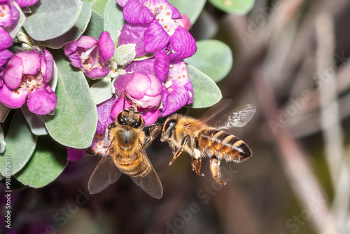 Two bees on a flower. Close up look.
