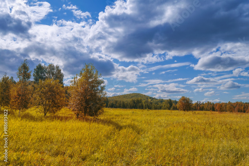 Bright Autumn landscape meadow and forest in the background against the backdrop of a beautiful blue sky and white clouds.