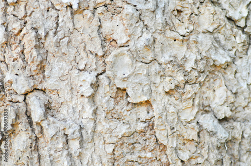 tree bark or bark , Alstonia scholaris or APOCYNACEAE or Devil Tree or White Cheesewood or Devil Bark or Black Board Tree  or trunk photo