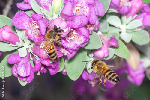 Obraz na płótnie Macro photo of two bees on a pink flower.
w salonie