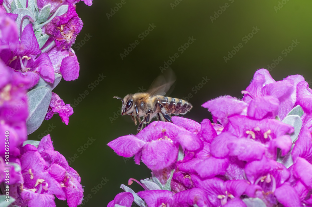 Bee ready to fly on a flower. Macro photo.