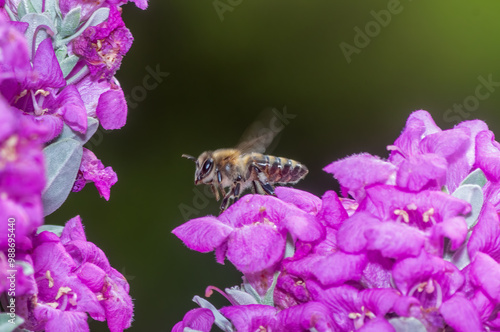 Obraz na płótnie Bee ready to fly on a flower. Macro photo.
w salonie