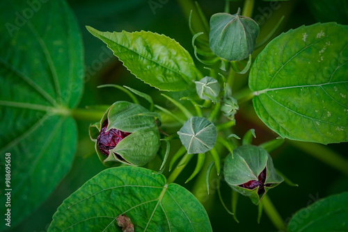 close up of leaves