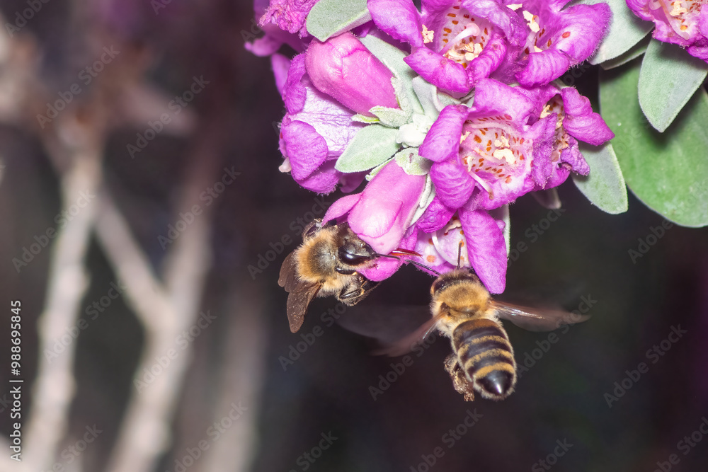 Two bees on a flower. Macro photography.