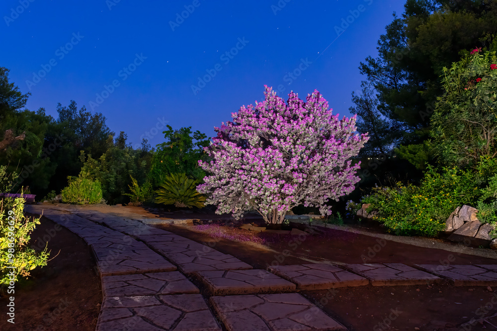 Pink flower at a garden during blue hour.