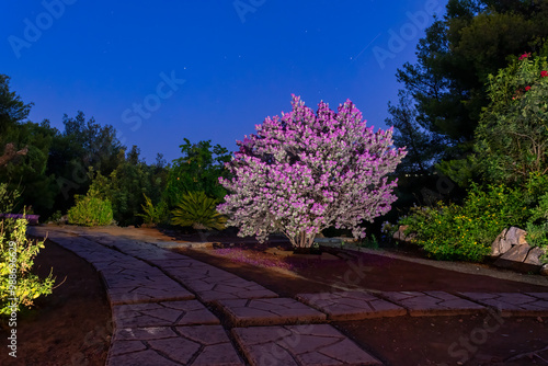 Pink flower at a garden during blue hour.
