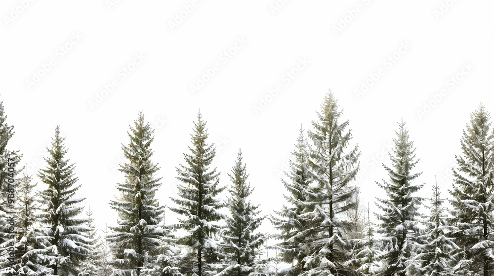 Snow Covered Pine Trees in a Winter Forest Snow Covered Pine Trees in a Winter Forest