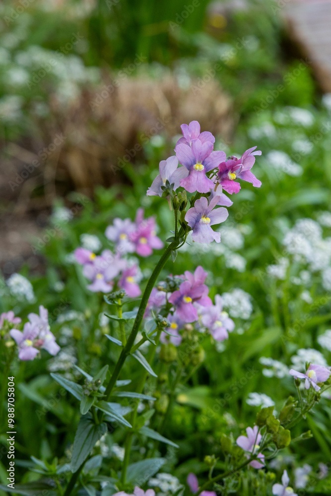Obraz premium Close-up of pink and purple flowers in a garden