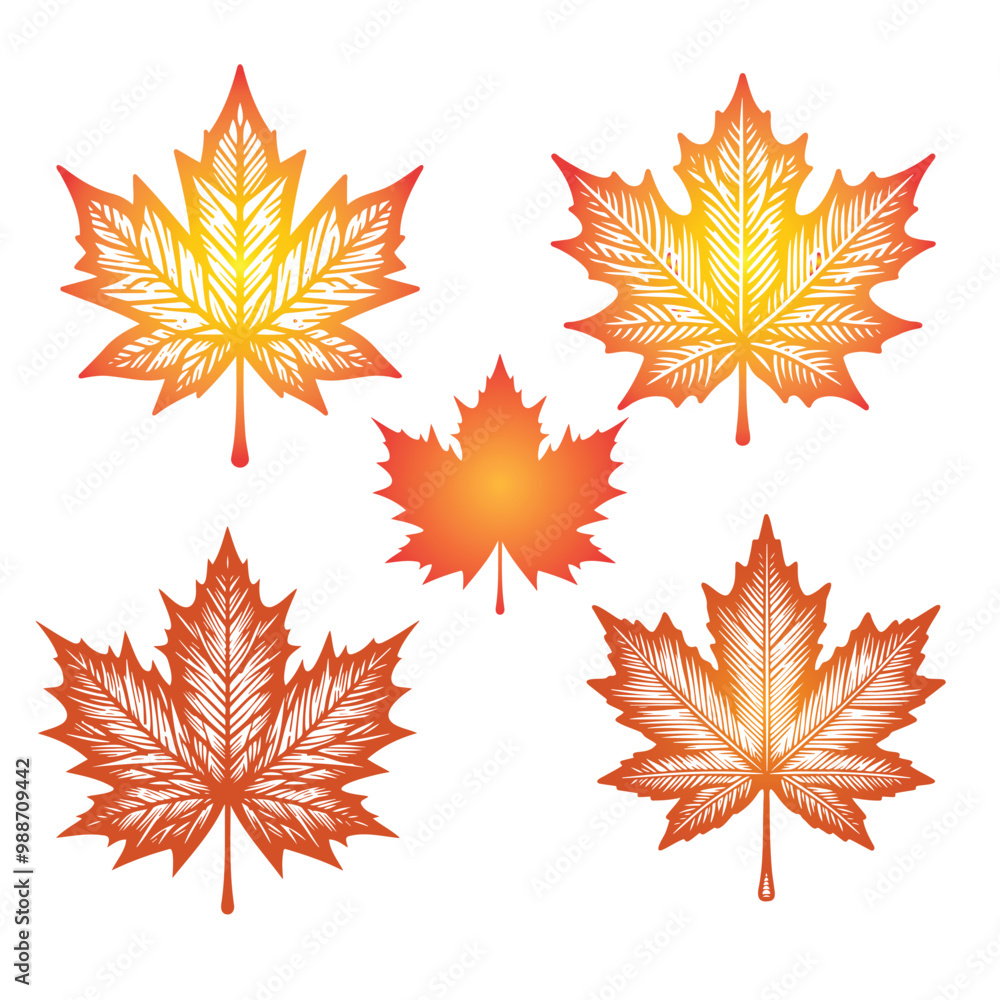 Maple Tree, maple leaf silhouettes, Autumn leaves
Maple leaf. Linear, silhouette isolated on white background. Vector illustration
Maple Tree, maple leaf silhouettes, Autumn leaves
Maple leaf. Linear, silhouette isolated on white background. Vector illustration