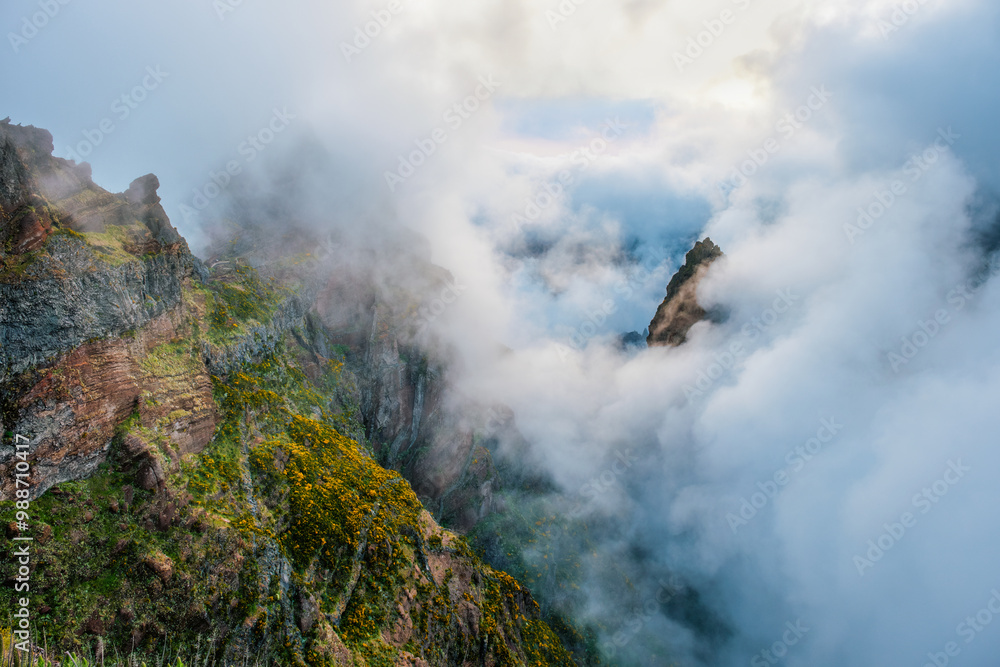 A mountain covered in fog and clouds with blooming Cytisus shrubs. Near Pico de Arieiro , Madeira island, Portugal A mountain covered in fog and clouds with blooming Cytisus shrubs. Near Pico de Arieiro , Madeira island, Portugal