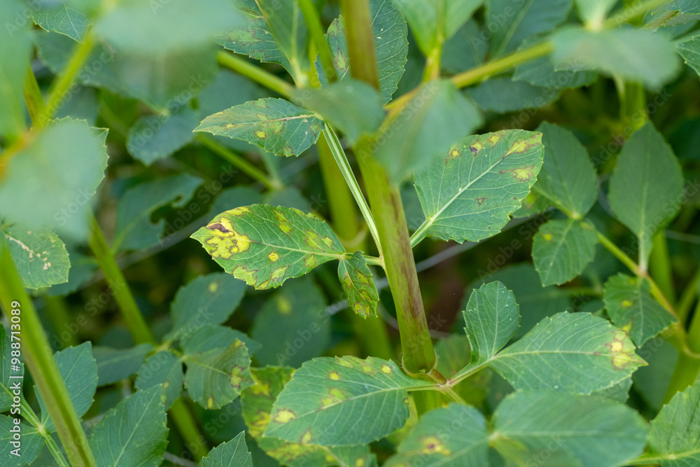 Dahlia plant suffering from a disease. Leaf close up. Dahlia plant diseased foliage. Dahlia plant suffering from a disease. Leaf close up. Dahlia plant diseased foliage.
