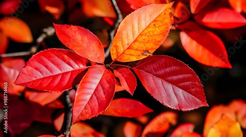 Vibrant Red and Orange Autumn Leaves Close Up