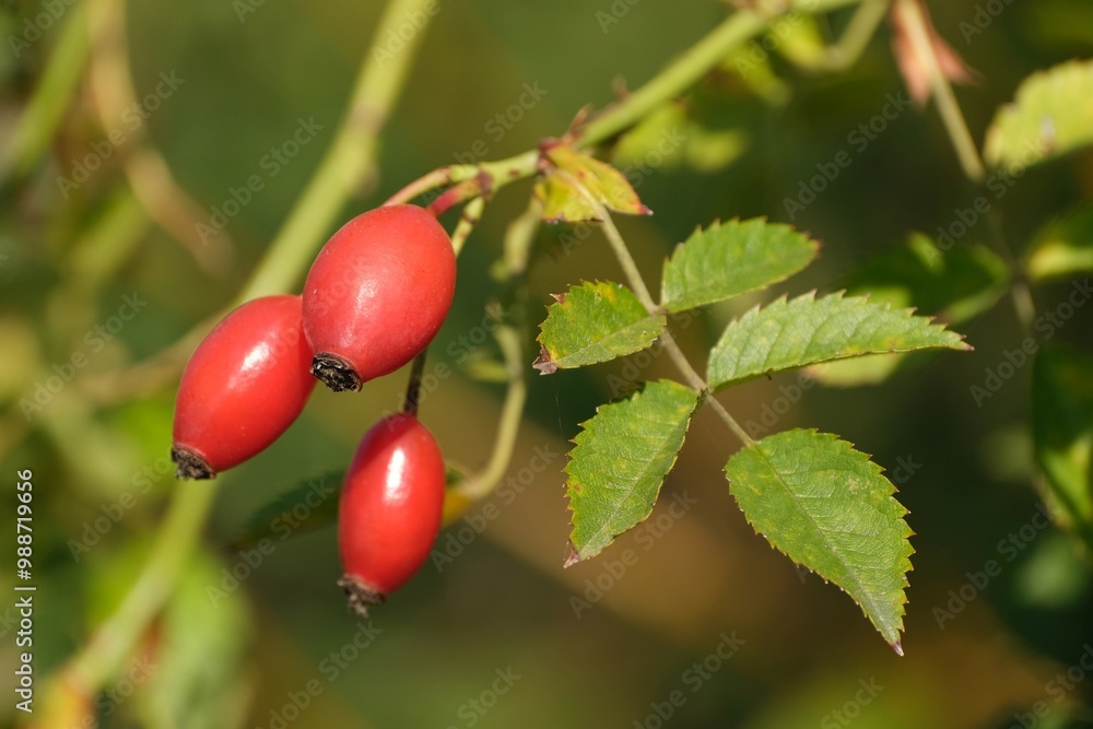 Close up of growing red fruits of Rosa canina