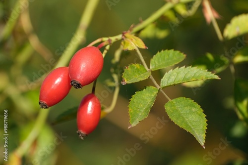 Obraz na płótnie Close up of growing red fruits of Rosa canina w salonie