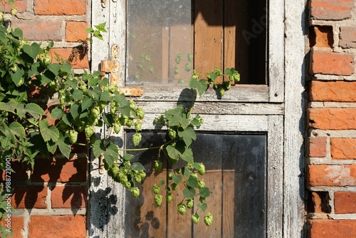 Hop fruits - Humulus, on a bush near the window of an old abandoned brick house