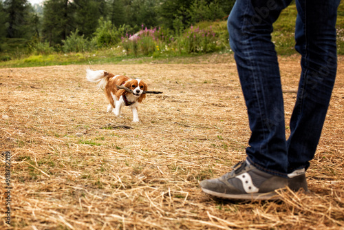 Running dog witk stick in mouth playing with owner. Young Cavalier King Charles Spaniel. photo