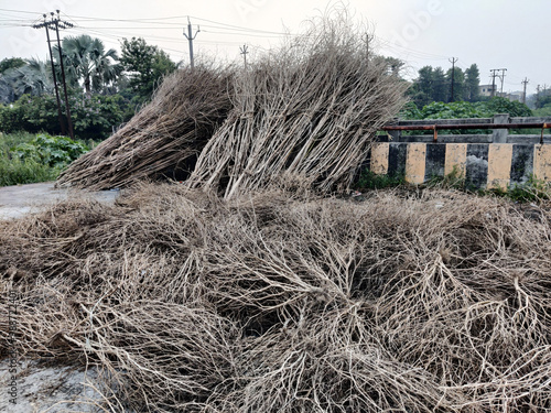 This image captures a rural scene featuring bundles of dry, thin, brown stalks or branches, most likely agricultural residues or firewood. The stalks are arranged in two distinct piles, with one large