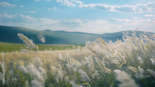 Serene Grass Field Landscape with Rolling Hills and Blue Sky