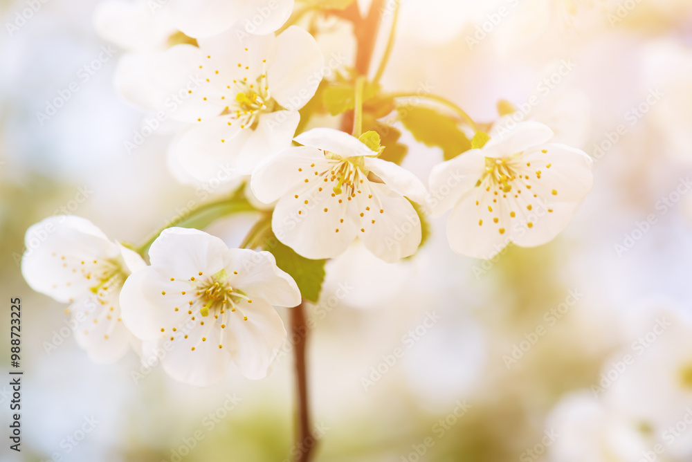 Cherry flowers blossoms Cherry flowers blossoms