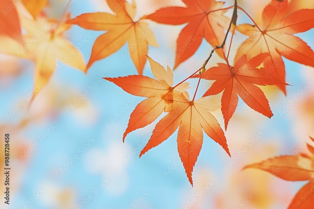 Autumn Maple Leaves Close Up Against Blue Sky Autumn Maple Leaves Close Up Against Blue Sky