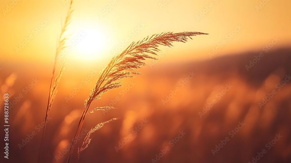 Golden Grass Blades Silhouetted Against Sunset Golden Grass Blades Silhouetted Against Sunset