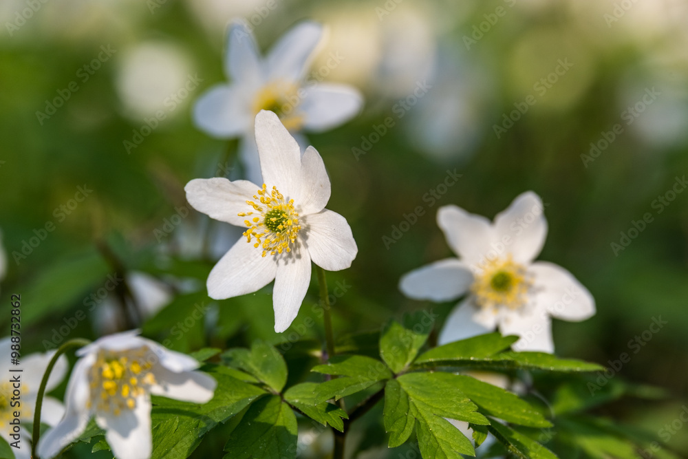 Anemones in Białowieza Forest in Poland. Anemones in Białowieza Forest in Poland.