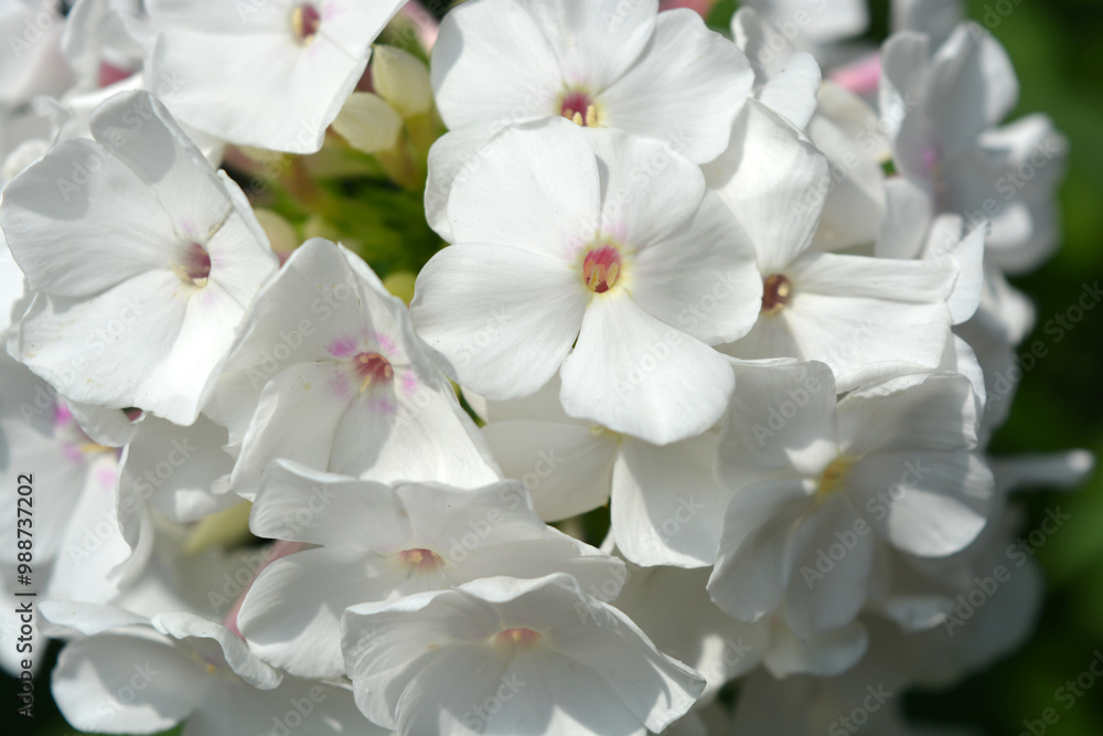 Beautiful, festive and small flowers illuminated by sunlight. White bright phlox, small garden bushes with green leaves. Beautiful, festive and small flowers illuminated by sunlight. White bright phlox, small garden bushes with green leaves.
