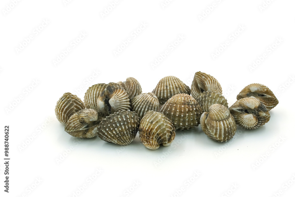 Fresh cockles on white background Fresh cockles on white background