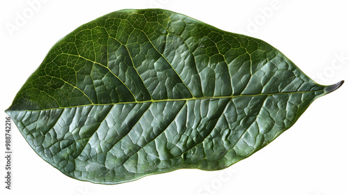 Close Up of a Green Leaf with Detailed Veins