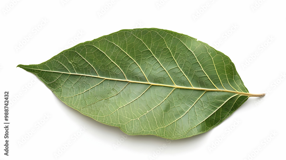 Obraz premium Close-up of a Green Leaf with Detailed Veins