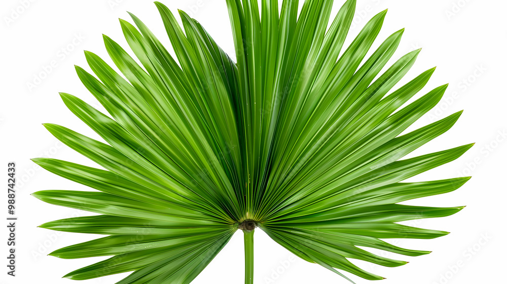 Close-up of a Lush Green Palm Leaf Close-up of a Lush Green Palm Leaf