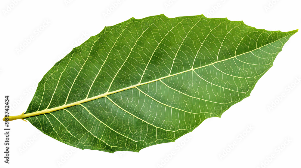 Green Leaf Texture: Close-up of Intricate Veins and Patterns Green Leaf Texture: Close-up of Intricate Veins and Patterns