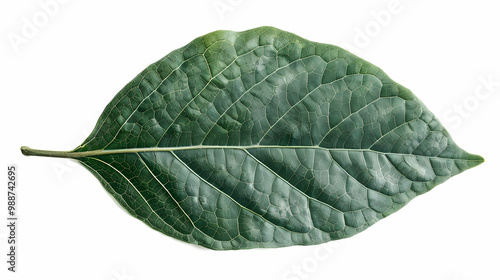 Close Up of a Green Leaf with Detailed Veins