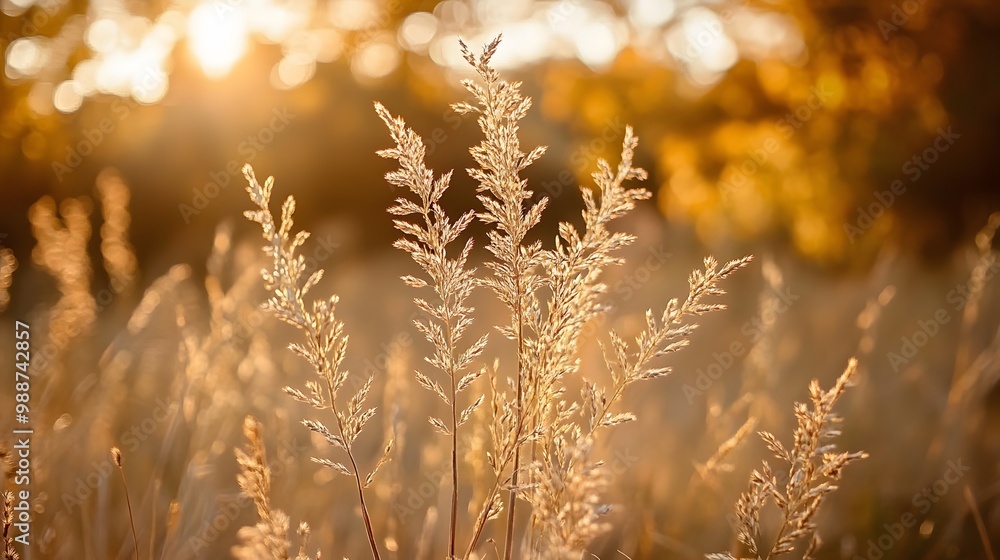 Golden Grass Blades in Warm Sunset Light Golden Grass Blades in Warm Sunset Light