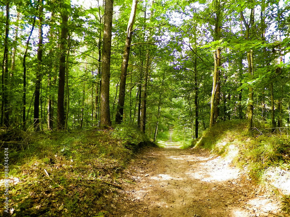 Obraz premium Path in green forest. Summer forest landscape.