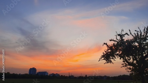 sunset in the forest