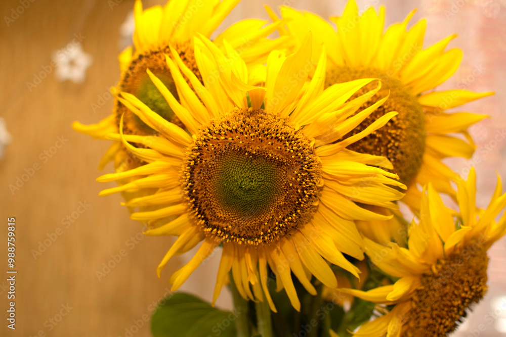 Close up view of a sunflower Close up view of a sunflower