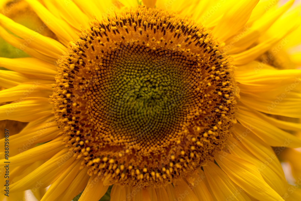 Close up view of a sunflower Close up view of a sunflower