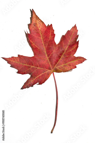 Close Up of an Autumn Acer Leaf on a White Background