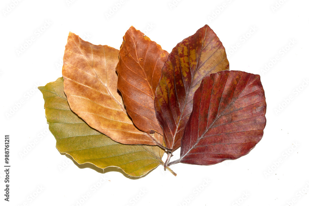 Close Up of a Fallen Beech Autumn Leaf on White Background Green to Brown Close Up of a Fallen Beech Autumn Leaf on White Background Green to Brown