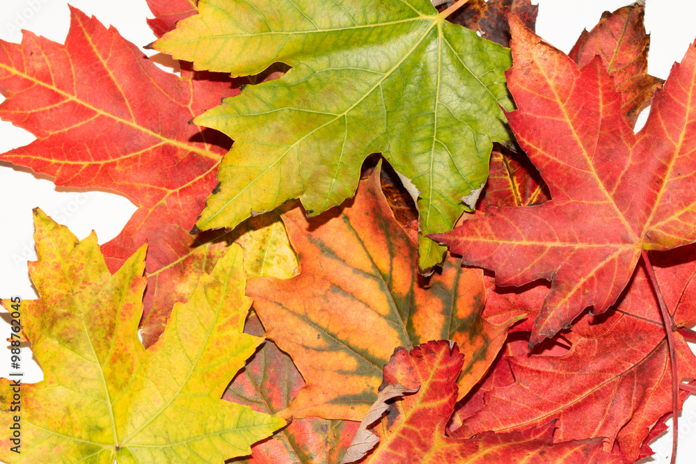 Close Up of Fallen Leaves Acer and Beech on a White Background