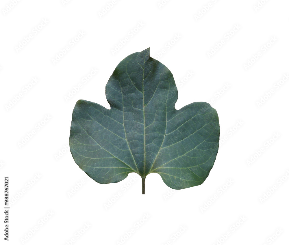 Fototapeta premium Detailed close-up of a single green leaf showcasing with transparent image of PNG format extension.