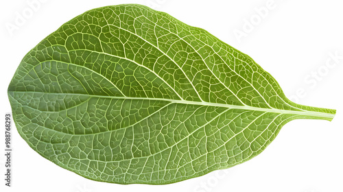 Close-Up of a Green Leaf with Intricate Veins