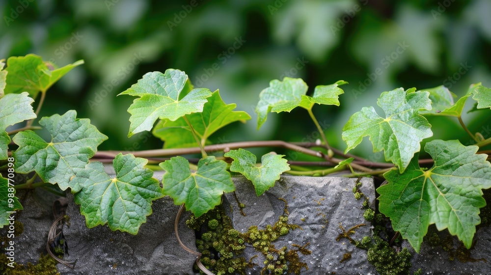 Obraz premium Growing Vines. Green Leaves of Fresh Plant in Nature Environment