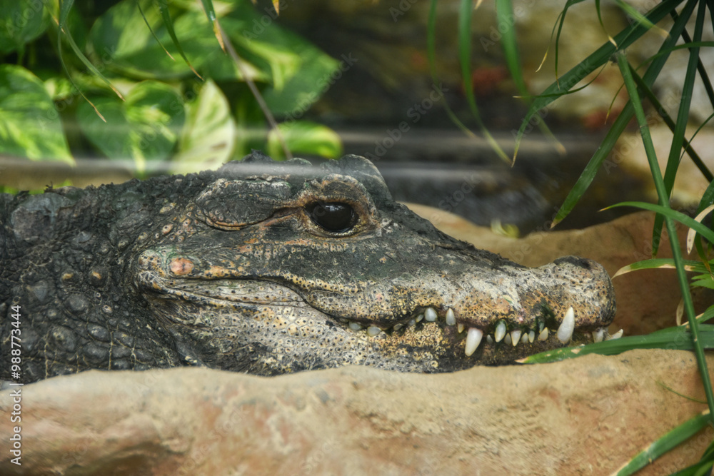 Obraz premium 岩の上で休むニシアフリカコガタワニ